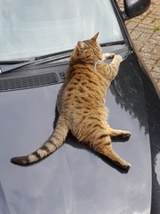 Thug Cat part 2. What, has this thing appeared again tonight?