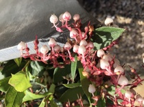 Please ID this shrub