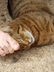 Thug Cat part 2. What, has this thing appeared again tonight?