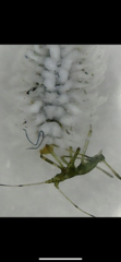 Can anyone identify this bug? Woolly aphid? *magnified photos attached*