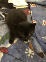 6 week old kittens.
