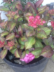 Very shade-tolerant plants (for pots)