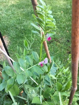 plant id, please