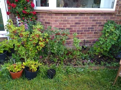 Allotment/Veg Patch Thread 15 - will winter ever end?