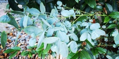 ID this please