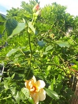 Rose ID help