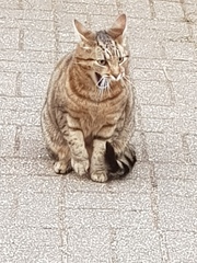 Thug Cat part 2. What, has this thing appeared again tonight?