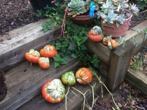 Allotment/Veg Patch Thread 15 - will winter ever end?