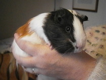 Lone guinea pig - what to do?