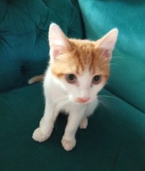 Lockdown (almost) over and frugalling continues!