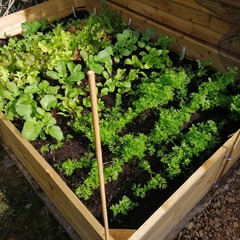 Allotment/Veg Patch Thread 15 - will winter ever end?