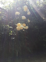 why won't my climbing rose flower?