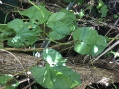 Is this bindweed or... knotweed?