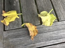 Help! What is the matter with these cucumbers?