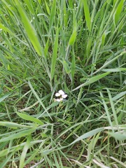 Growing a meadow