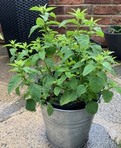 Plant/weed identification please?