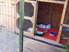 Ex just bought 6yr old DD two bunnies