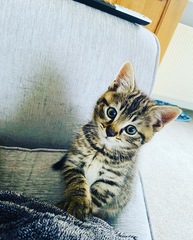 When you met your cat/cats what was it that said "Yes you're the one"
