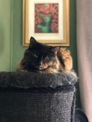 What's your DCat up to today? (Thread 7!)