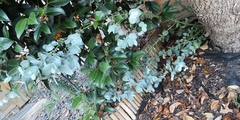 ID this please