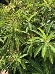 Plant ID please