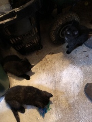 6 week old kittens.