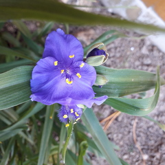 A pretty blue flower for deep shade