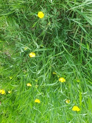 Growing a meadow