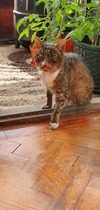 How to clean a nervous cat?