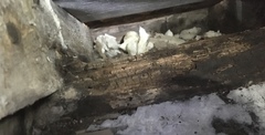 Rot in the attic?