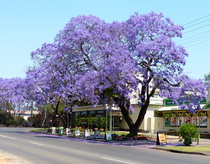 Name of tree