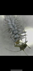 Can anyone identify this bug? Woolly aphid? *magnified photos attached*