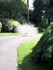 There's a PEACOCK in my garden!!