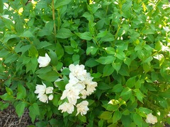 Plant ID please