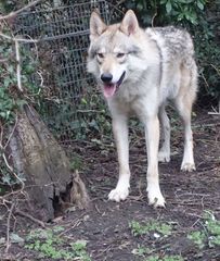 Wolfdog?