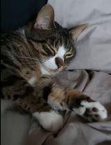 Toe bean thread anyone?