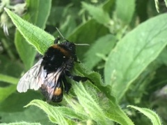 Can anyone identify this bee?