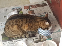 Thug Cat part 2. What, has this thing appeared again tonight?