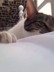 AIBU to leave my cat outside with a sign around his neck saying ‘free to a good home’?