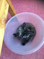 To cheer you up on this miserable wet day