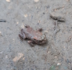 Minuscule froglets