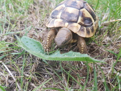 Tortoise