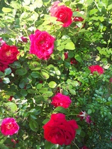 Rose ID help