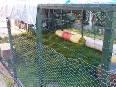 Ex just bought 6yr old DD two bunnies