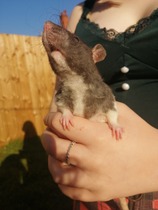 Can you keep a baby rat?