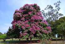 Name of tree