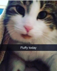 The Naming of Cats