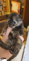 Kittens!!!! (With pictures!)