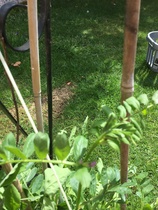 plant id, please