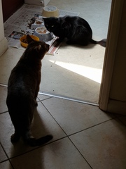 Thug Cat part 2. What, has this thing appeared again tonight?